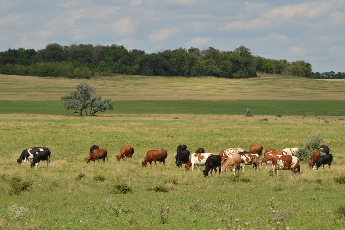 Утро на пастбище - Надежда Куркина 