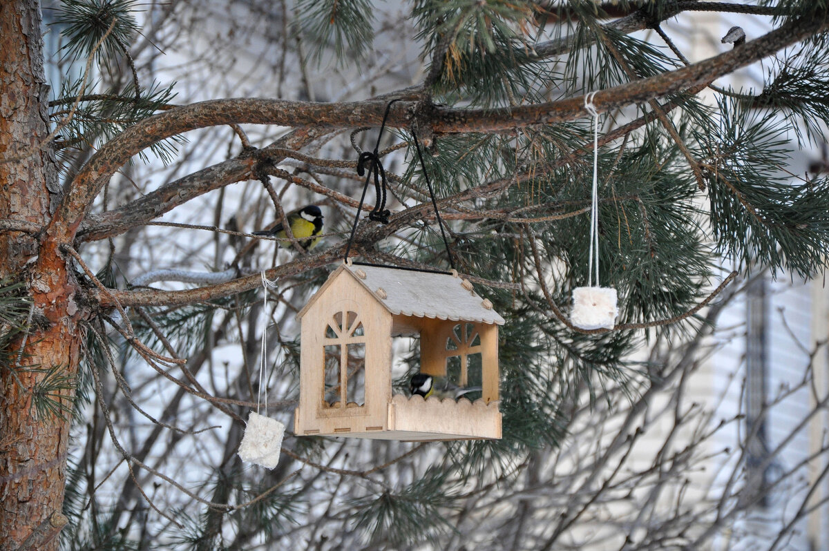 Синички зимой - Татьяна Машошина