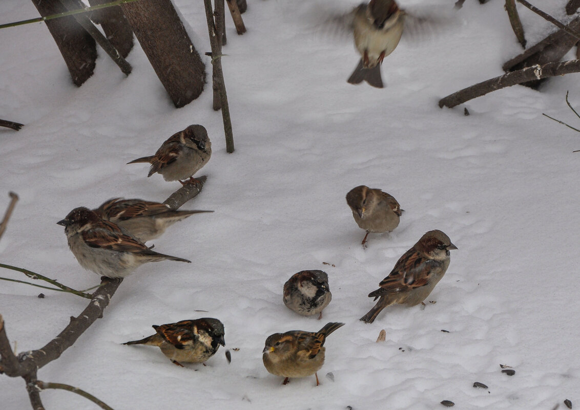 Воробьишки рады семечкам - Татьяна Машошина