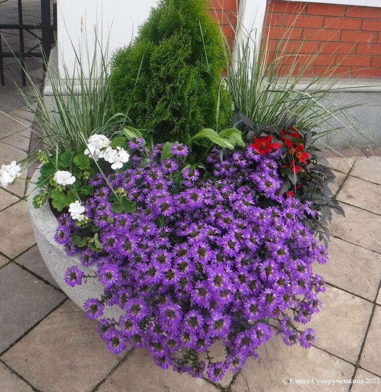 Клумба - Елена Сухорученкова