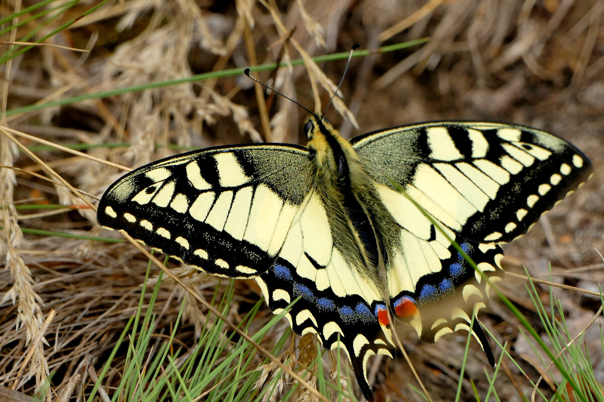 опять про бабочек...379 - Александр Прокудин