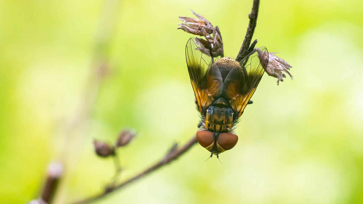 Муха-цокотуха - Владимир Лазарев