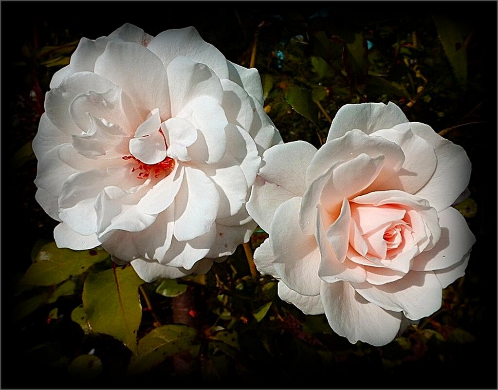 Нежные розы - Наталья *** Нежные розы - Наталья ***