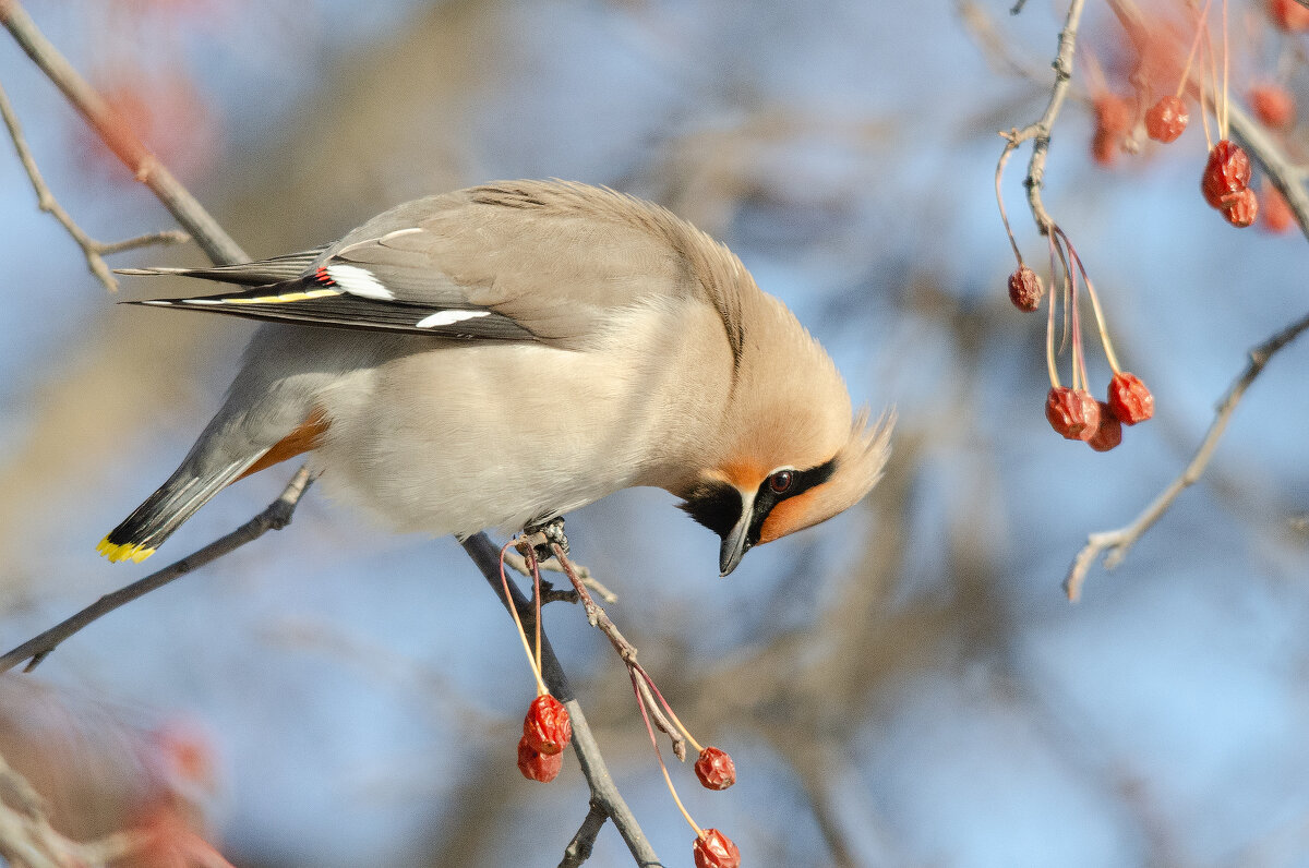 Свиристель - Виктор Иванович Чернюк Свиристель - Виктор Иванович Чернюк