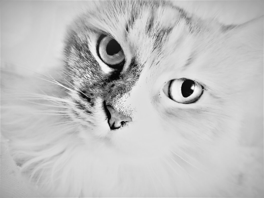 Серьёзная кошь - Nora Nowhere