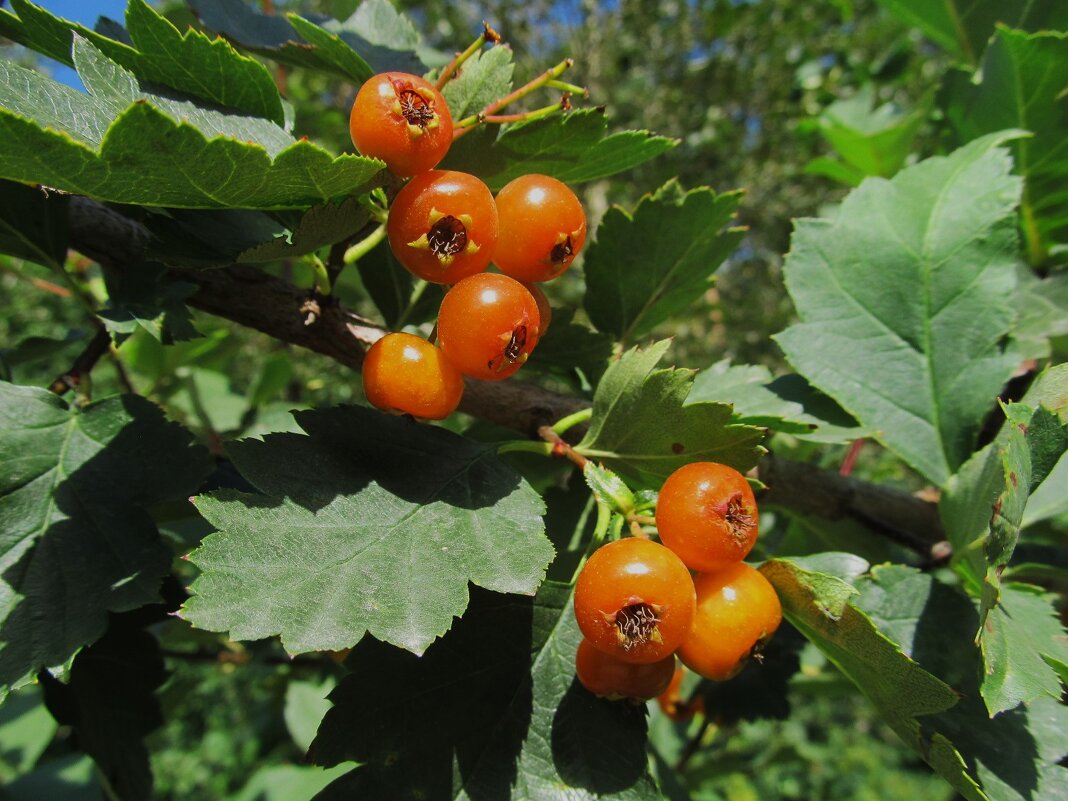 про Урал - Елена Шаламова