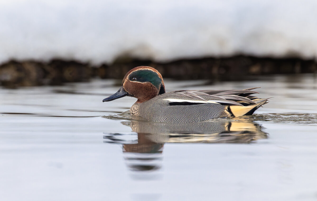 чирок свистунок - юрий макаров