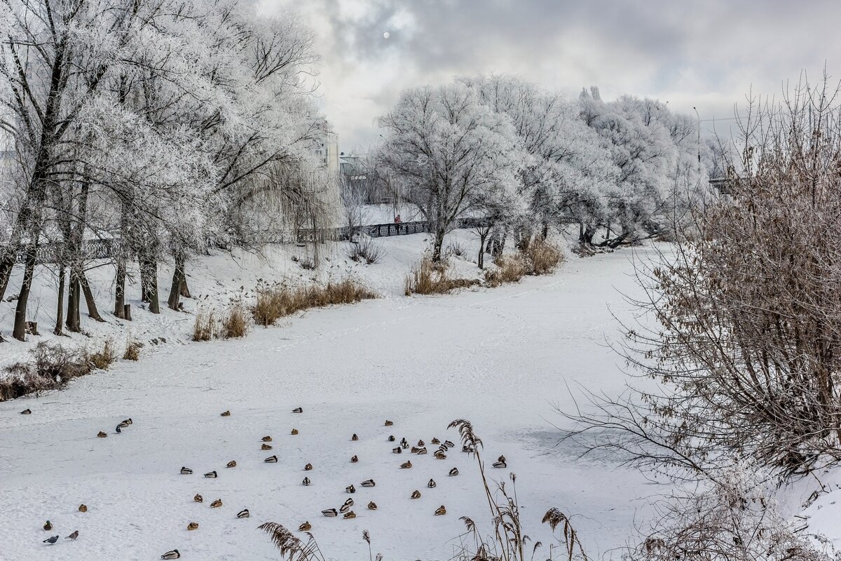 Зимняя картинка ... - Ravile 
