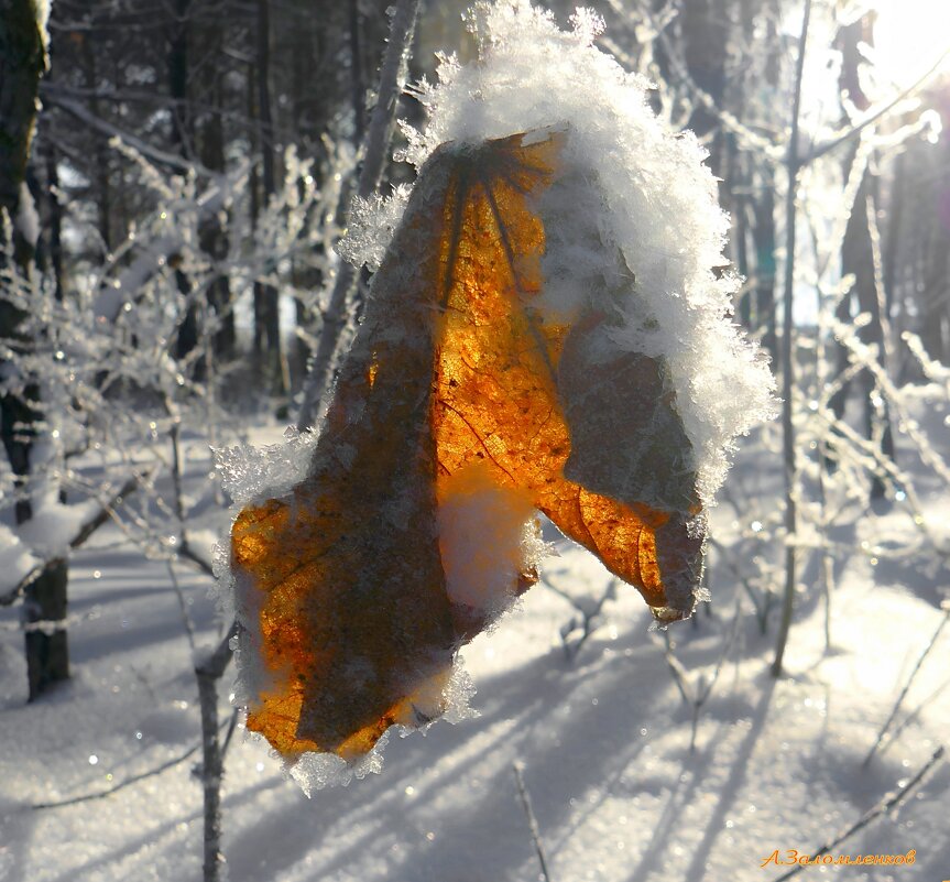 Зимы этюды... - Андрей Заломленков
