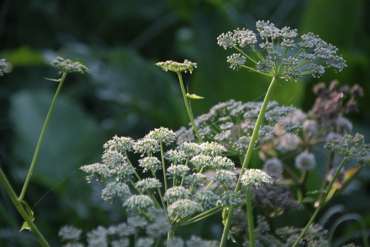 *//*//* - Алексей Дмитриев