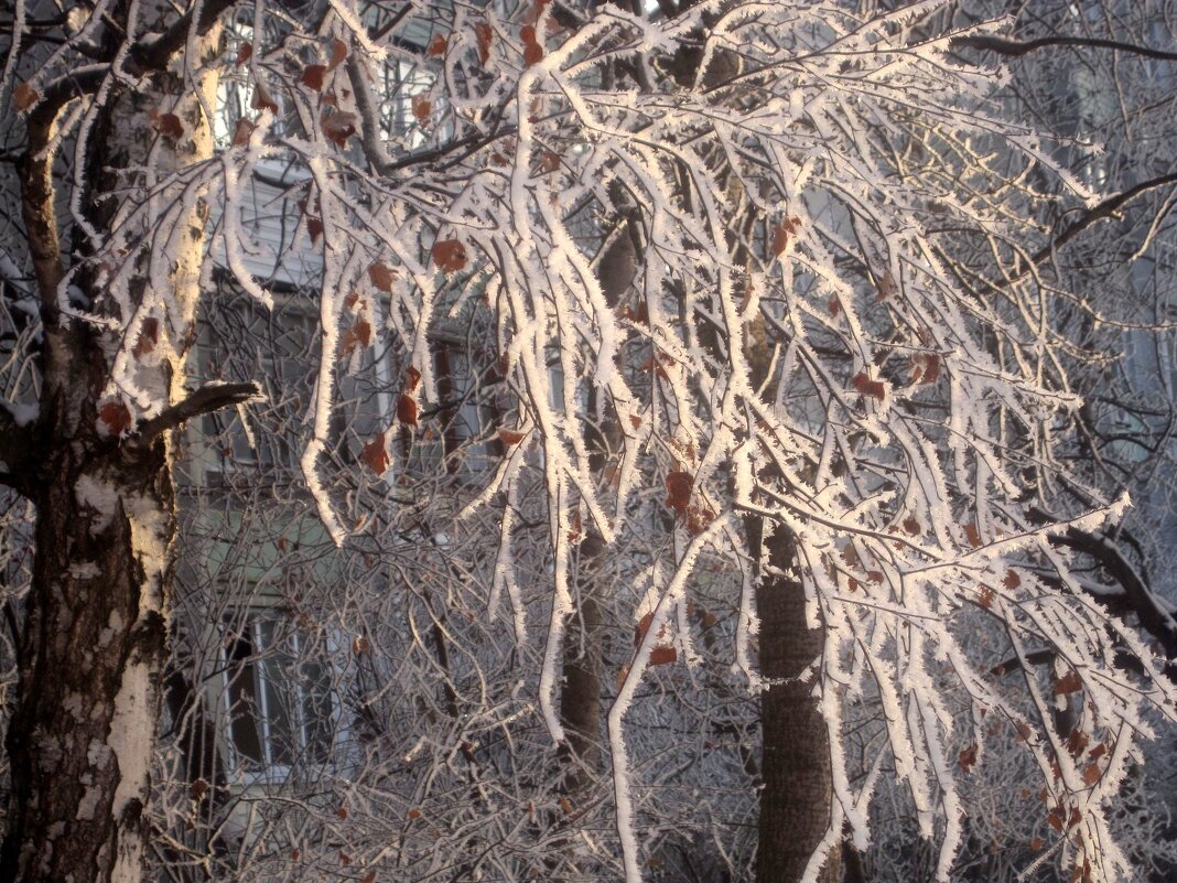 Морозным днем - Елена Семигина