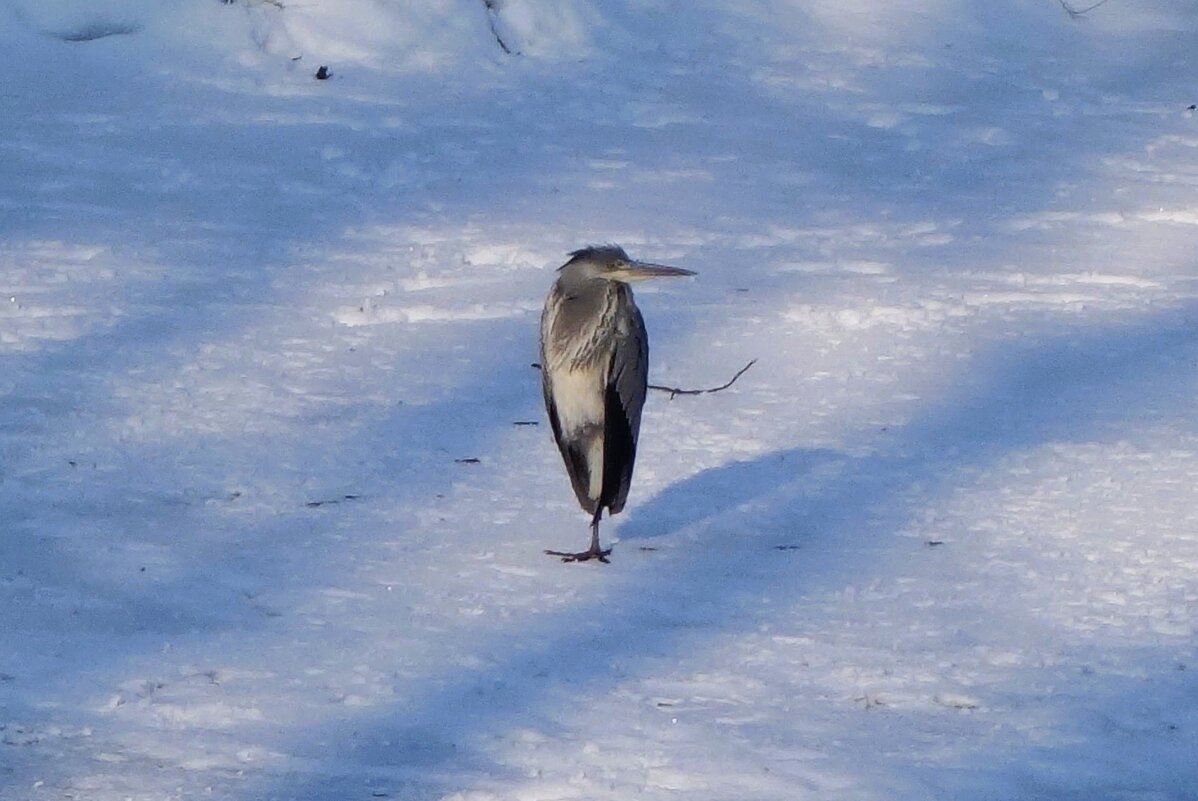 Серая цапля вновь заглянула в городской парк - Рита Симонова Серая цапля вновь заглянула в городской парк - Рита Симонова