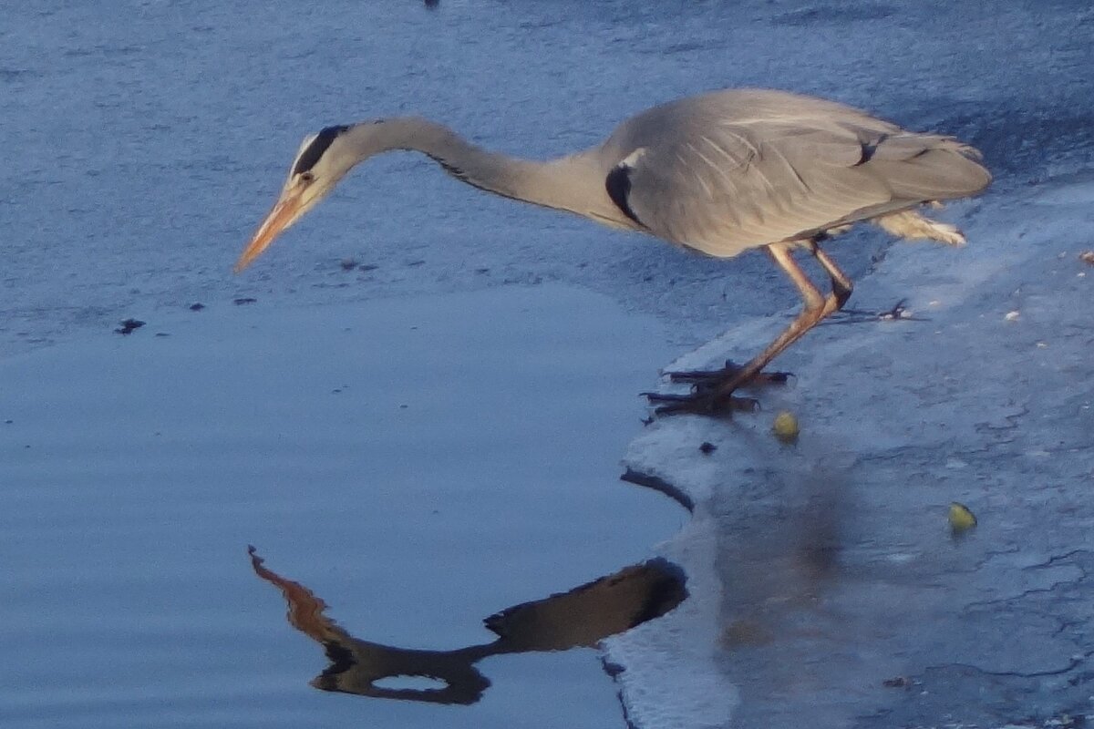 Серая цапля - Рита Симонова Серая цапля - Рита Симонова