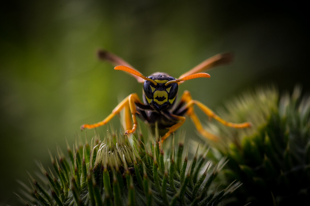 Оса - Игорь Шевченко