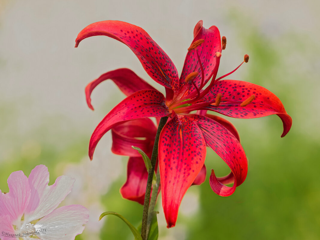 Красивая геометрия бордовой лилии - Николай Зиновьев