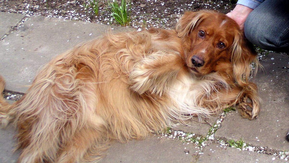 – Да, я и есть та самая Каштанка... - Михаил Андреев