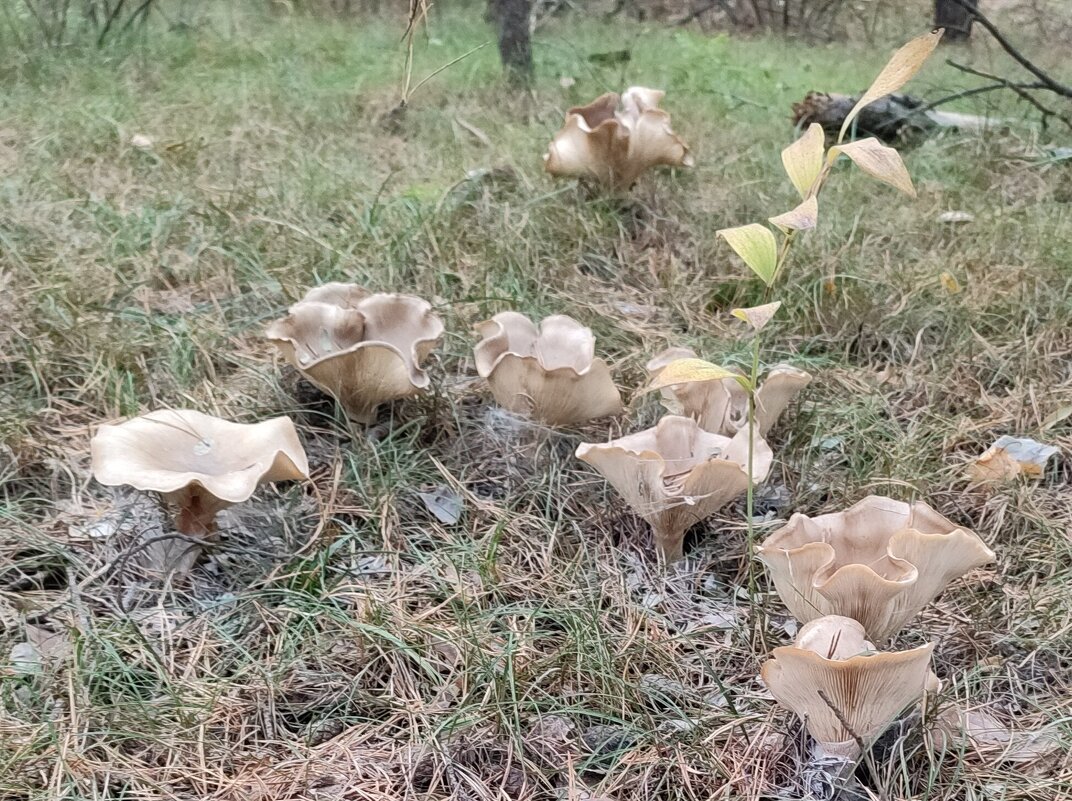 Про грибы - Валентина Богатко 