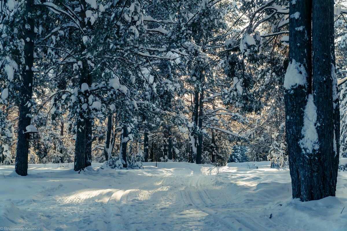 Снежная зима - Владимир Калеев