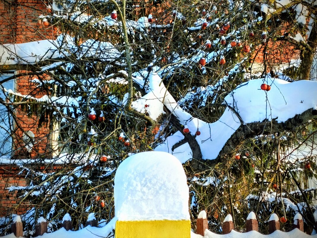 Яблоки в январе - Михаил Столяров Яблоки в январе - Михаил Столяров