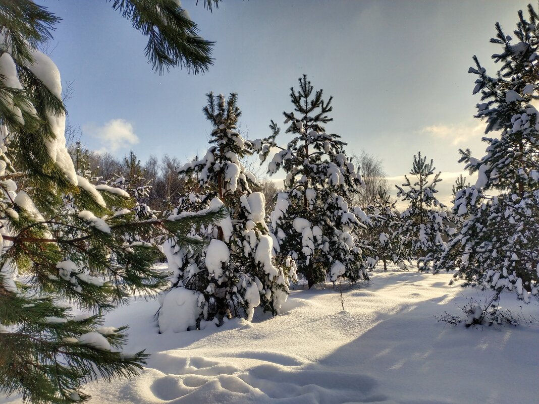 ёлочки в снежном наряде - Валентина. .