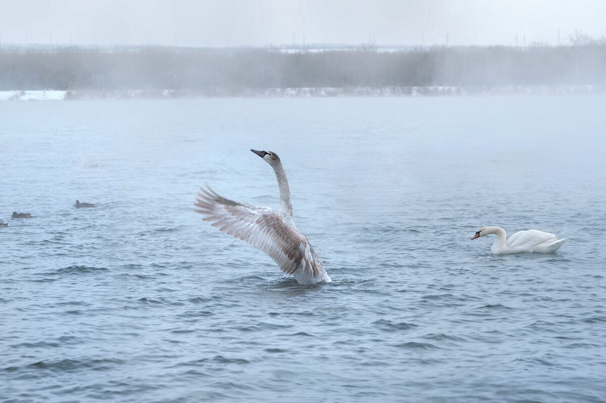 *** - Viktoria Anufrieva *** - Viktoria Anufrieva