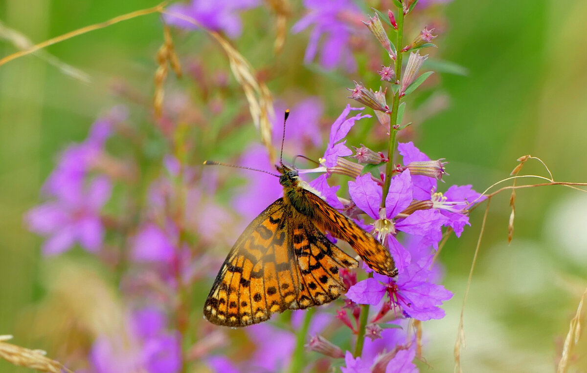 опять про бабочек...383 - Александр Прокудин