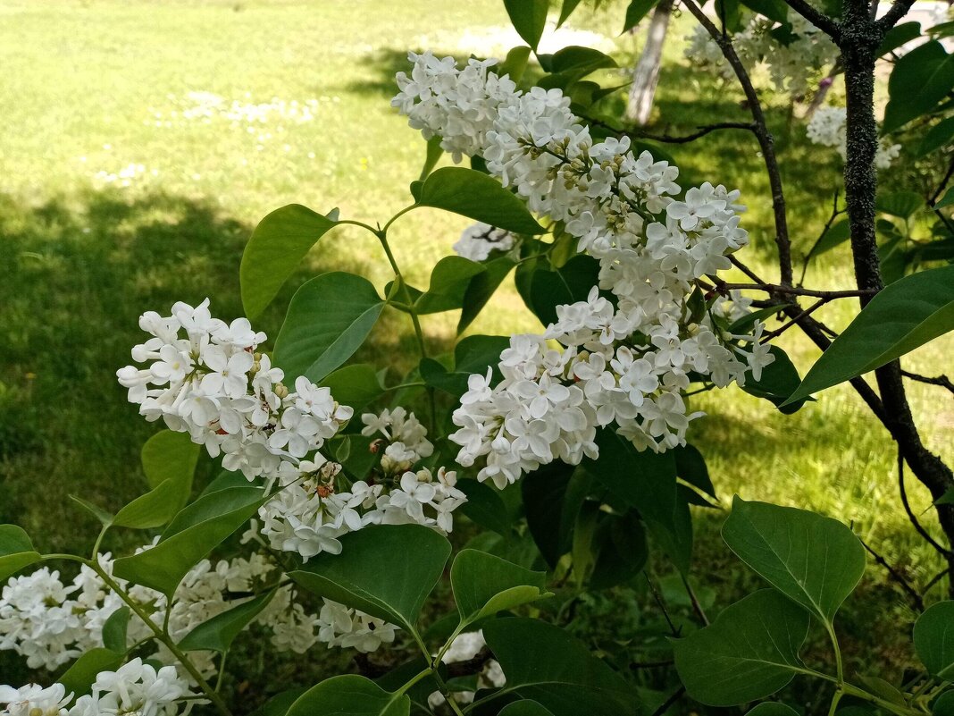 Белая сирень - Елена Сухорученкова