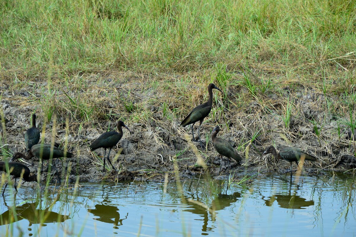 Каравайка - Надежда Куркина Каравайка - Надежда Куркина