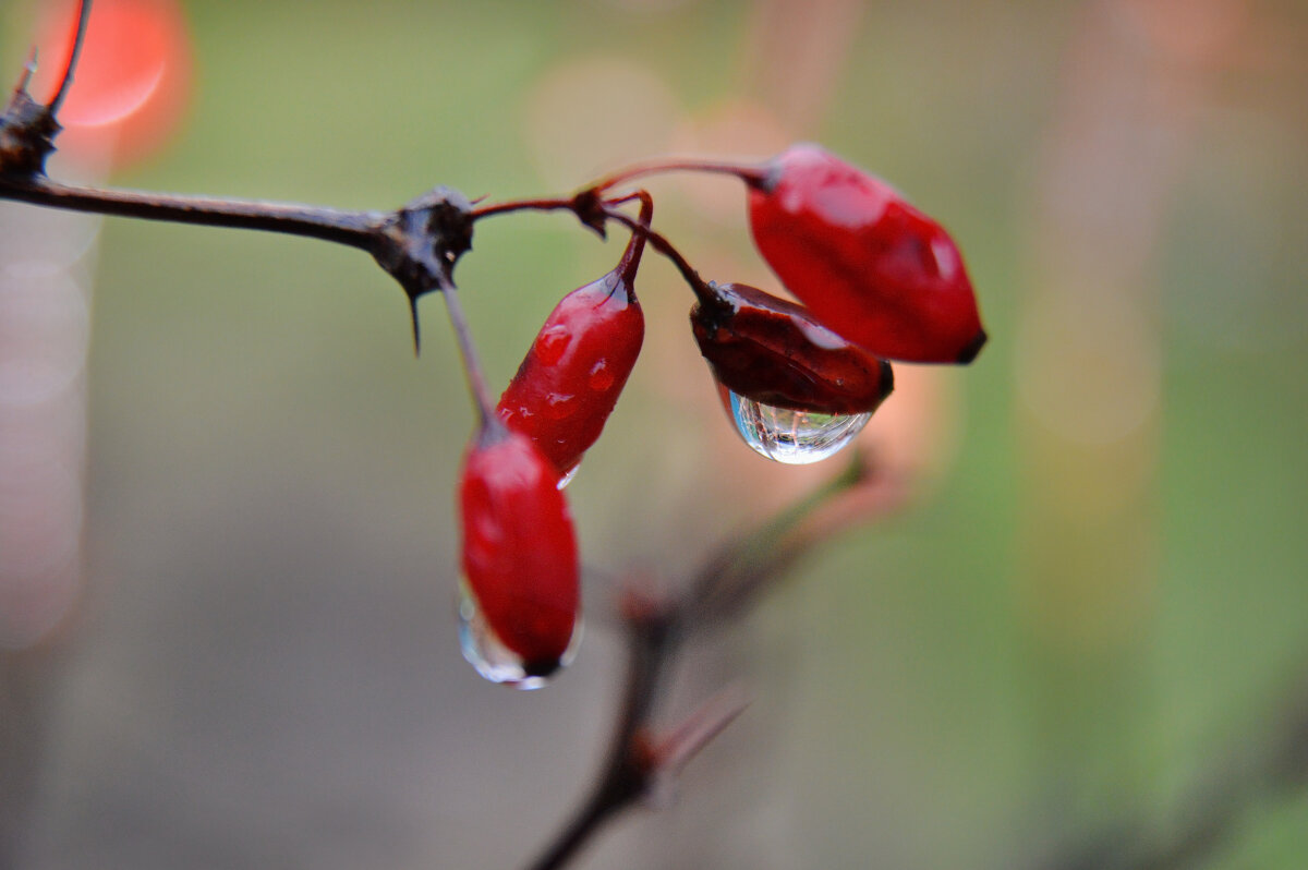 Февральский дождь.... - Надежда Куркина Февральский дождь.... - Надежда Куркина