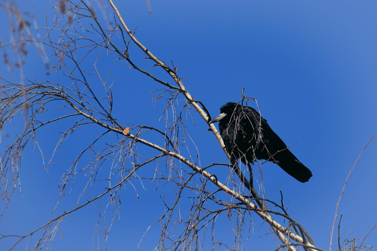 Грачи адаптировались. - Татьяна Помогалова Грачи адаптировались. - Татьяна Помогалова