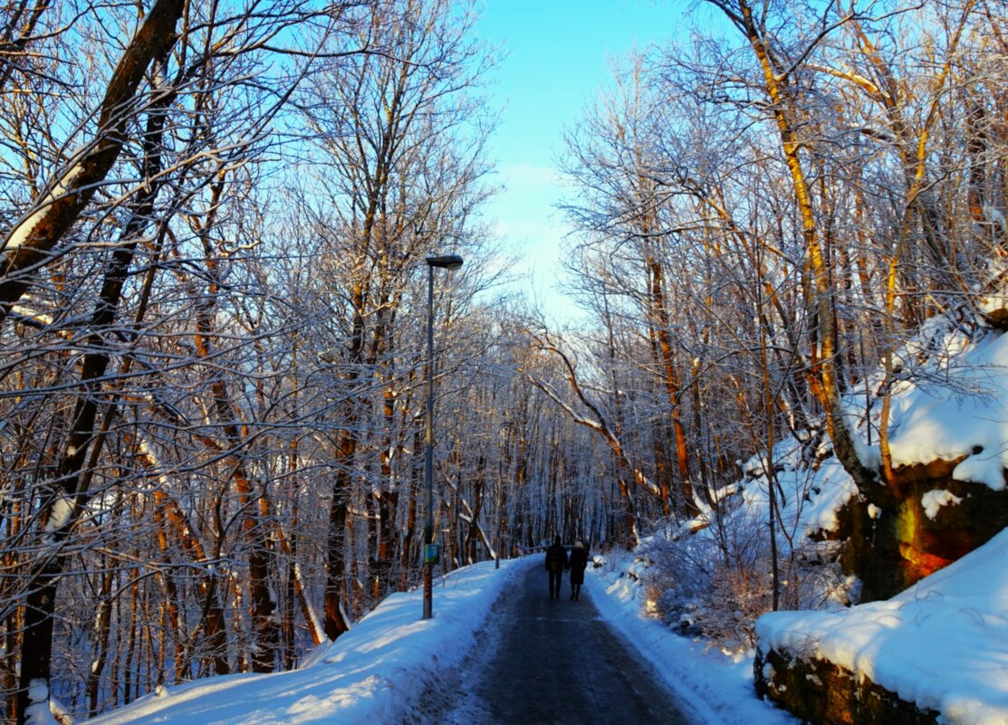 Пешеходно-спортивная дорога в Глинтовом парке - Aida10 Пешеходно-спортивная дорога в Глинтовом парке - Aida10