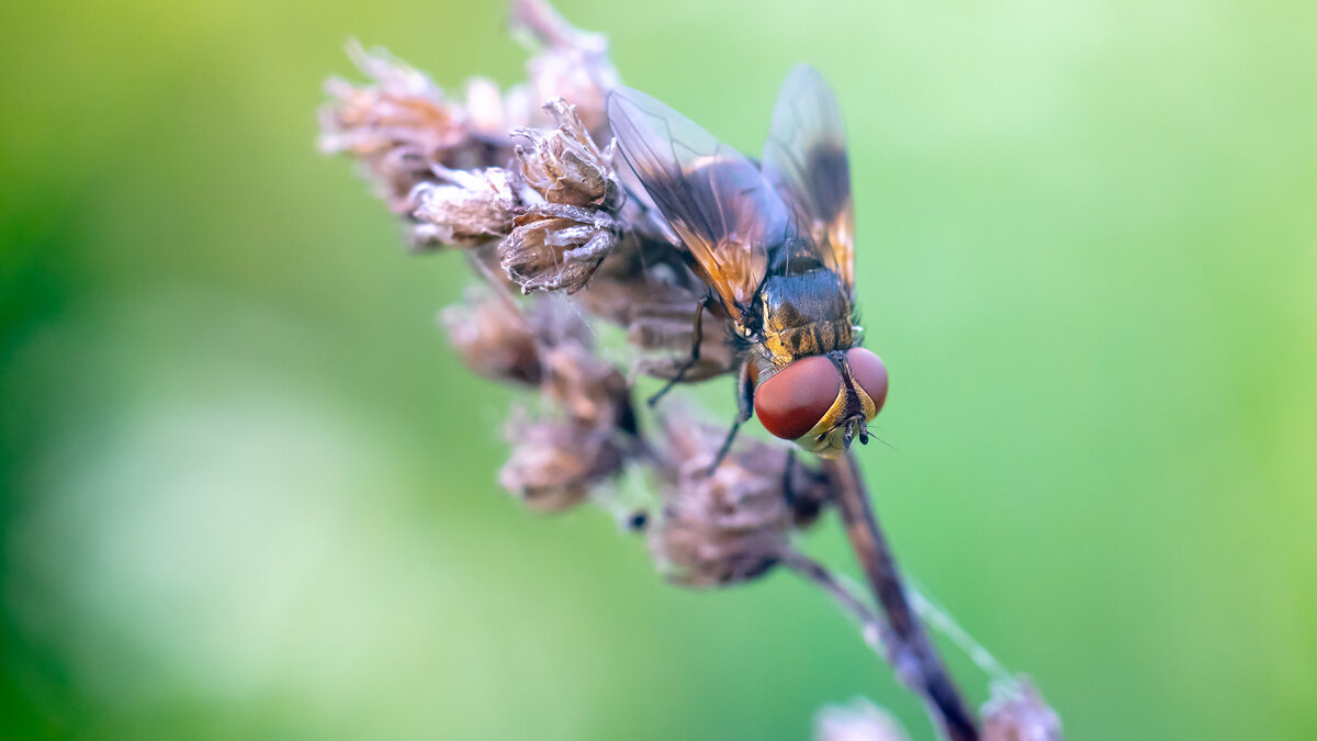Летнее макро - Владимир Лазарев