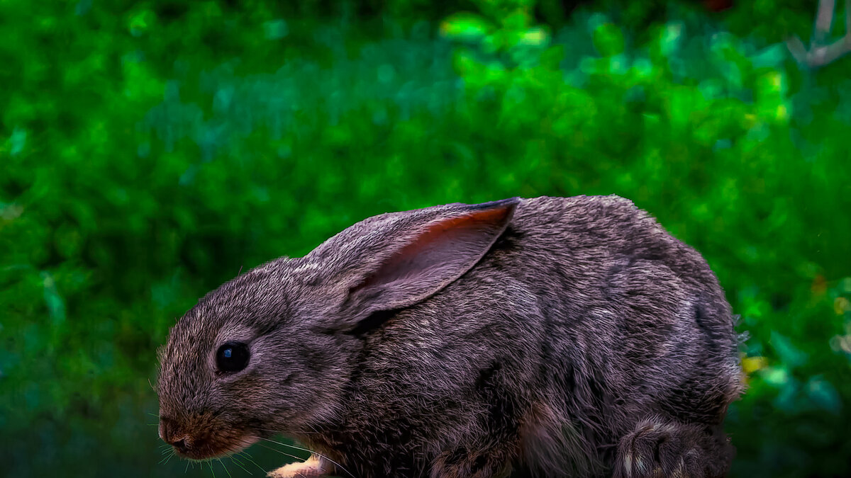 Кролик - Aleksey Afonin