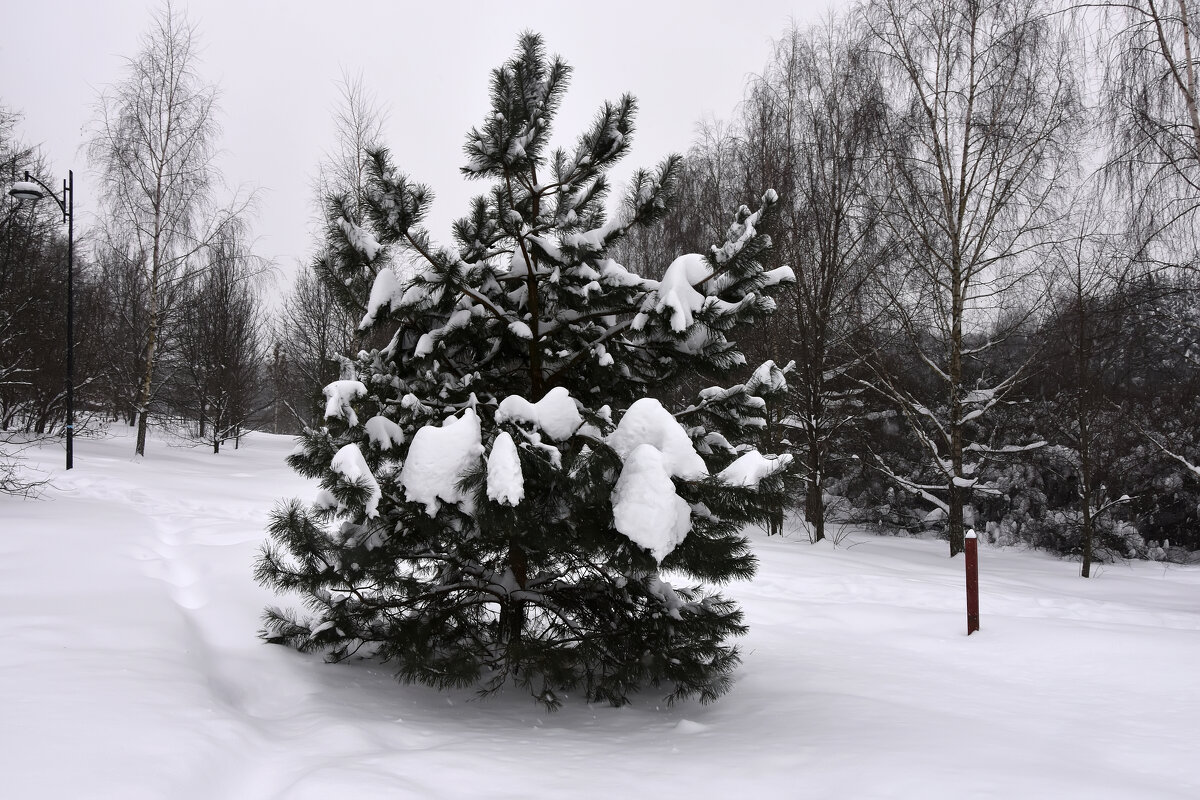 Зима в Московских парках. - Наташа *****