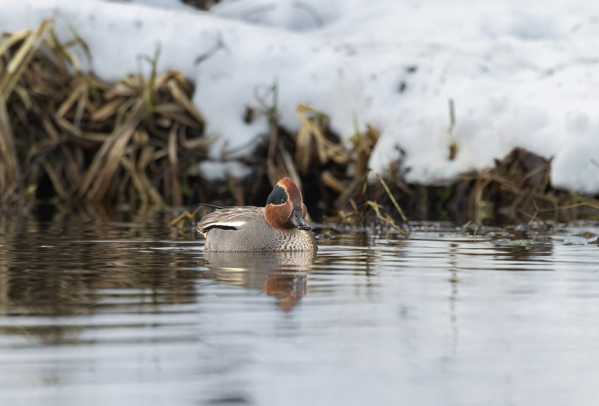 чирок свистунок - юрий макаров чирок свистунок - юрий макаров
