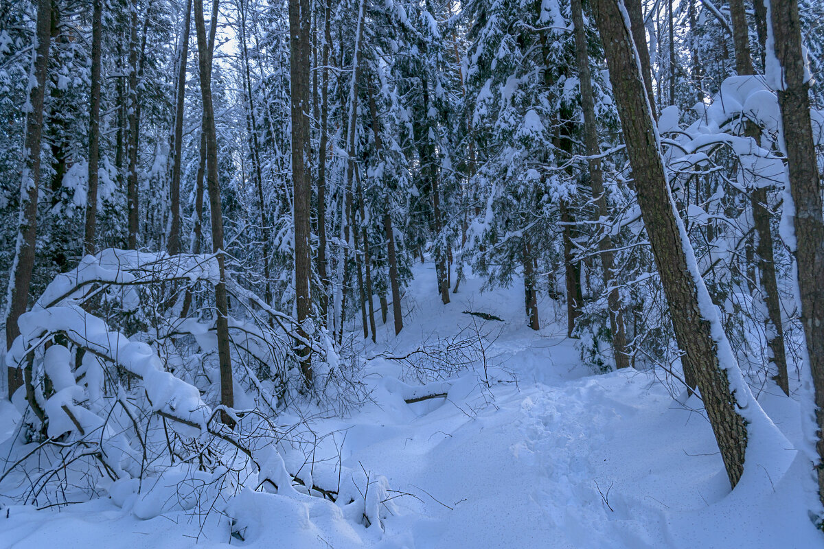 В заснеженном лесу - Сергей Цветков В заснеженном лесу - Сергей Цветков