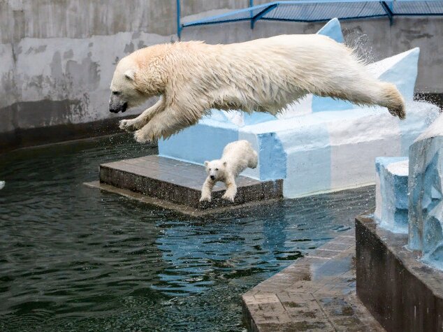 полярные медведи - Аркадий полярные медведи - Аркадий
