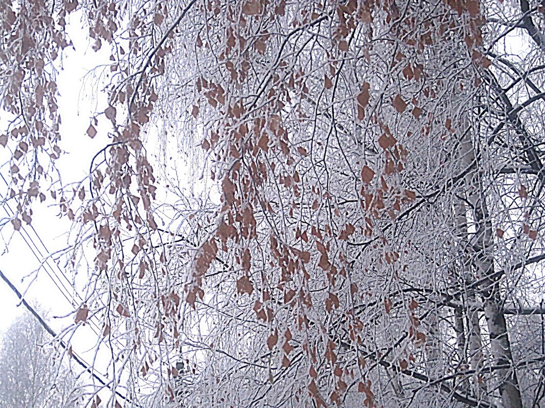 Морозным днем - Елена Семигина