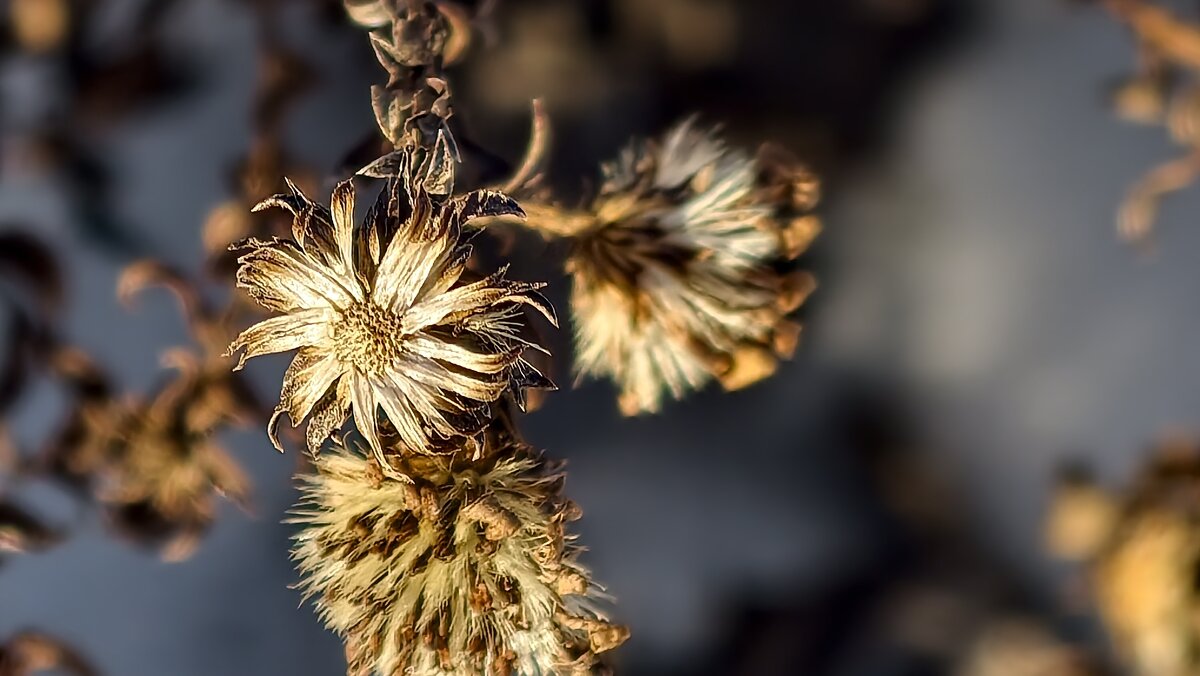Зимние цветы - Мариша Зимние цветы - Мариша