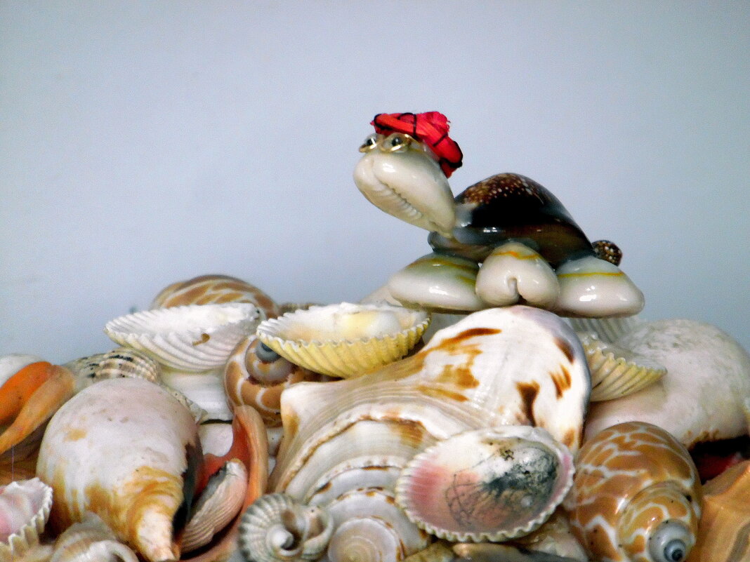 Черепашка. - nadyasilyuk Вознюк Черепашка. - nadyasilyuk Вознюк