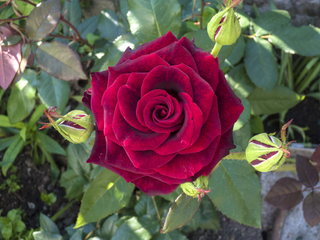 Бархатная  роза - Валентин Семчишин