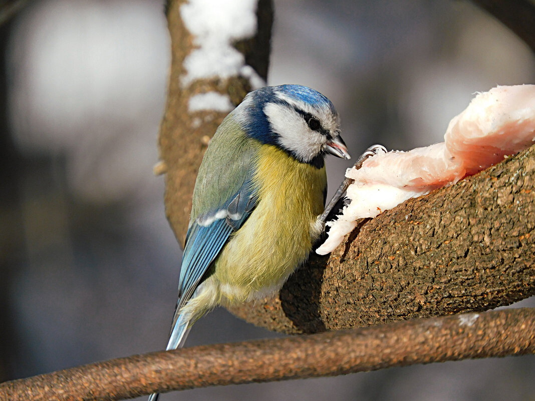 Лазоревка - Лина 