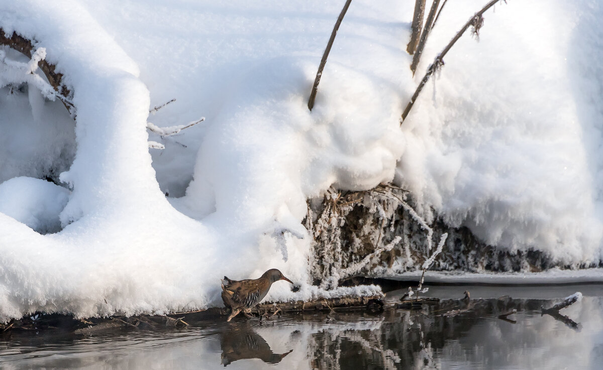 Водяной пастушок. - Владимир Безбородов