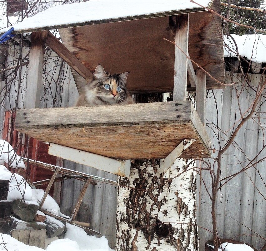 Птичка - Лариса С.