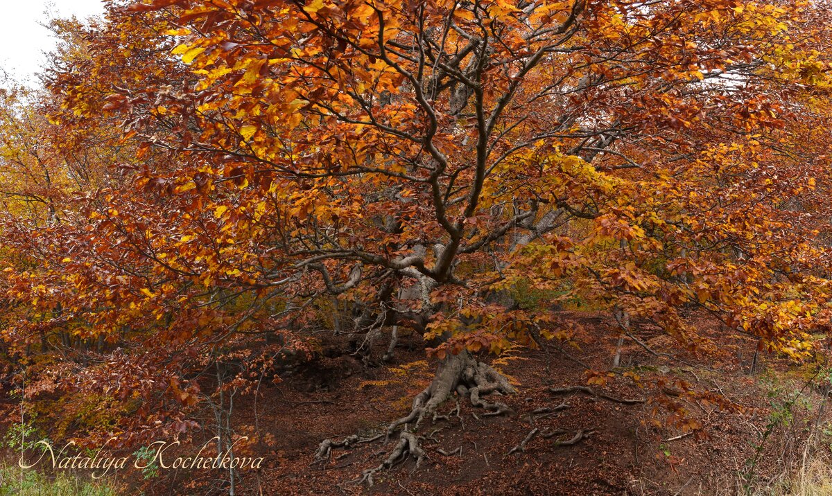 Природа Крыма - Amazing Cosmea