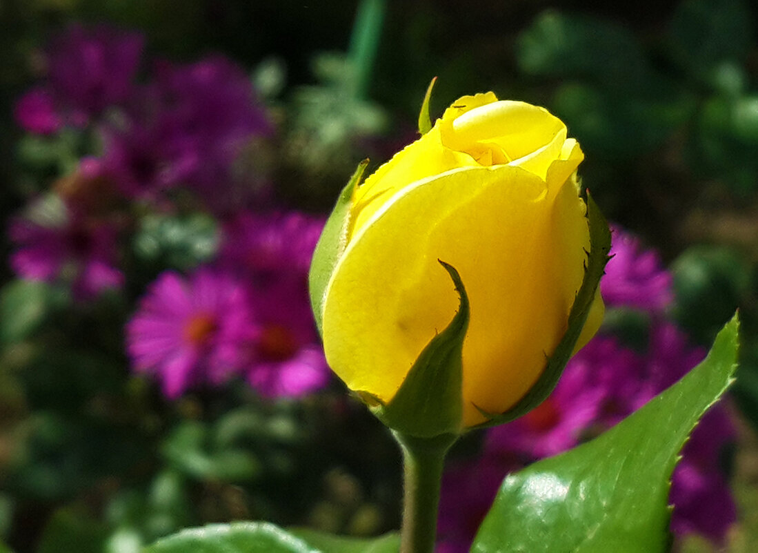 Бутон - Светлана 