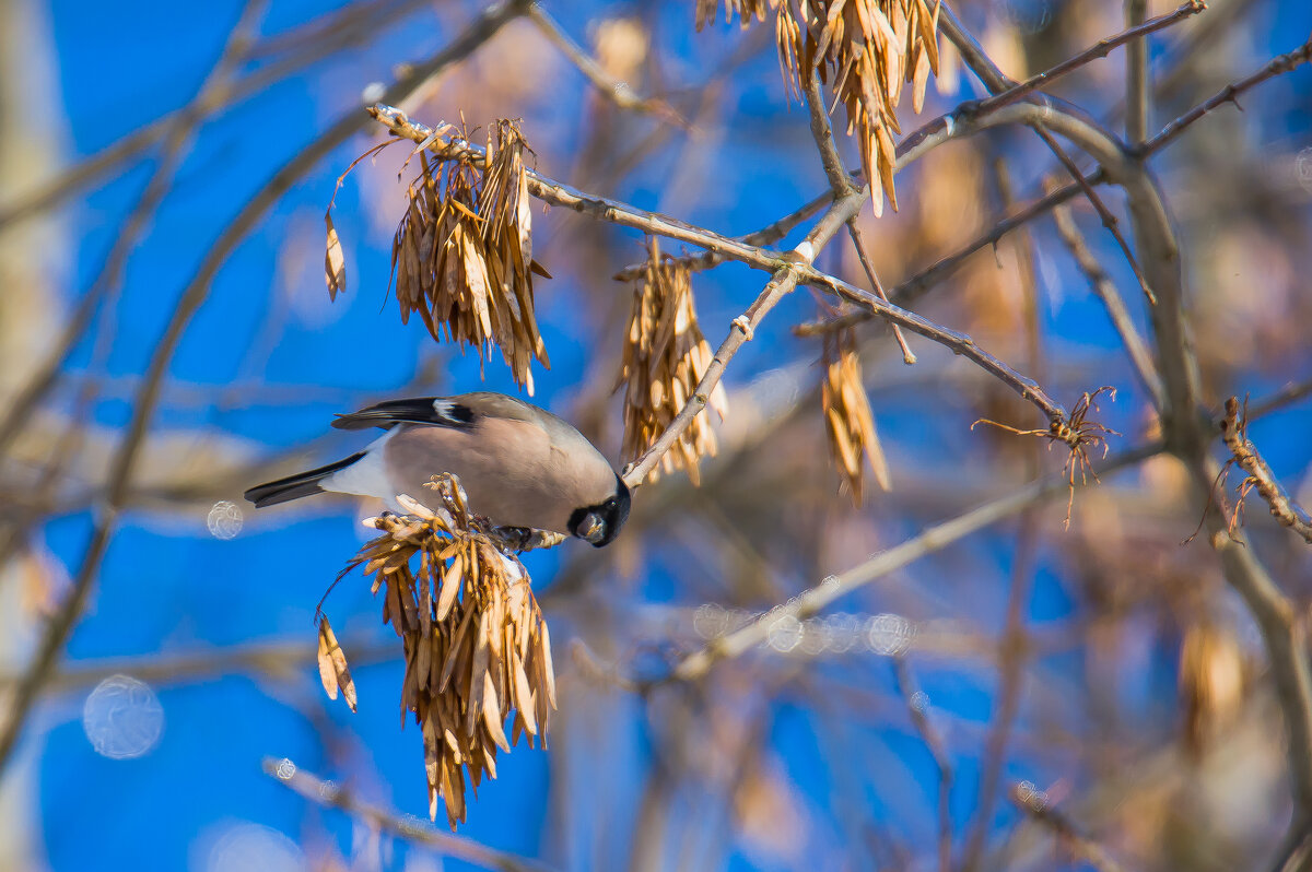 Самочка снегиря. - Sergey (Apg)