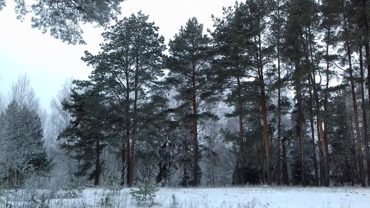 сосны - Владимир 