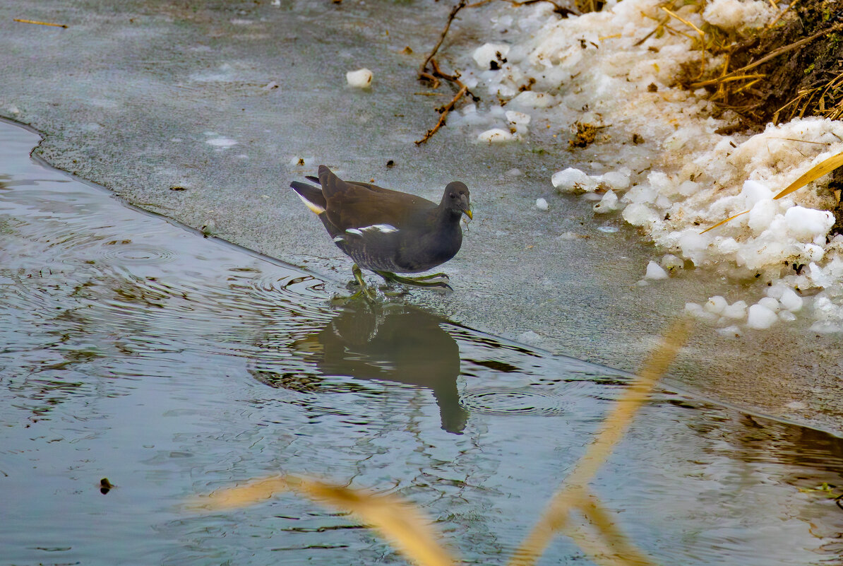 Камышница... - Александр Посошенко