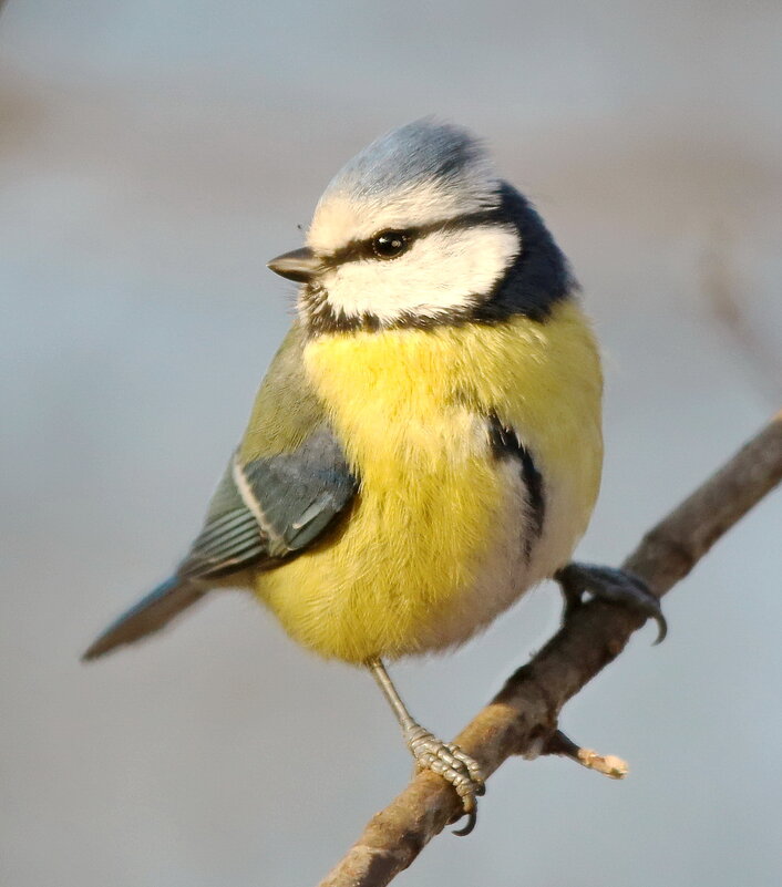 синичка - Andrey Bragin 
